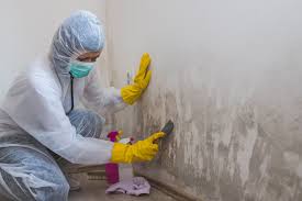 Best Emergency Mold Remediation in Richlands, VA